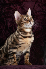 Bengal cat portrait. Studio shot. Closeup picture