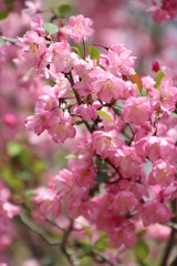 Fototapeta premium 海棠桜