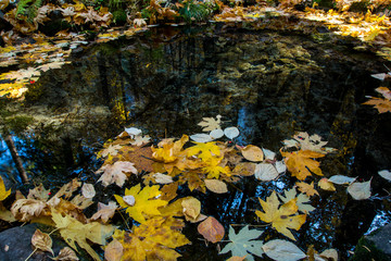 Autumn's leaves in the pond. Mirror view.