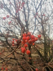 red berries of viburnum on branch