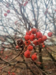 red berries