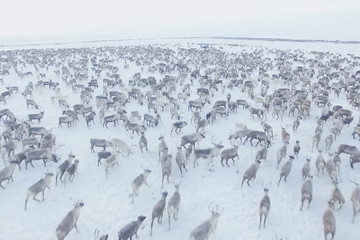 Herd of reindeer top view.