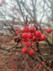 red berries of viburnum on a branch