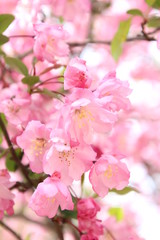 Fototapeta na wymiar 海棠桜