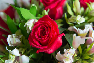 Red flower picture close up in the bouquet. The flower's petal . Bouquet of fresh red, white , orange roses . bouquet of multicolored roses .