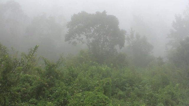 The fog, drizzle covering the hilly landscape and the steady wind gently shaking the trees. This was shot in yercaud which is a famous hill station in south india.