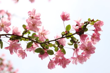 海棠桜