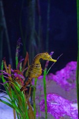 View of a seahorse (hippocampus) under water © eqroy