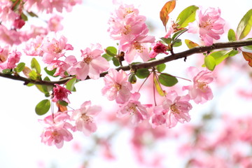 海棠桜