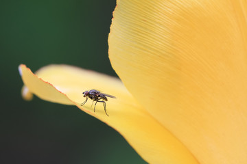 Hairy fly on a yellow tulip petal