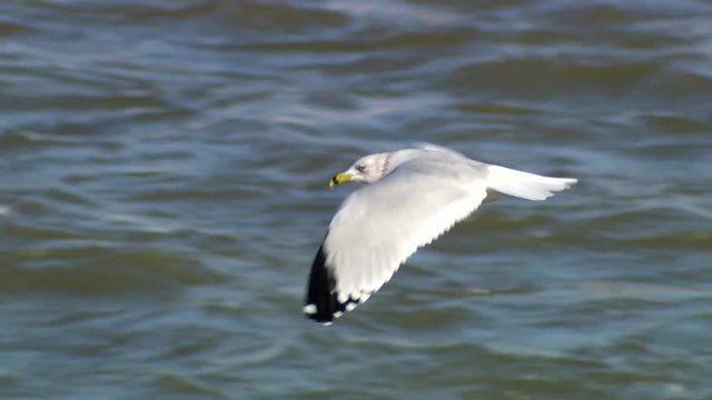 pooping gull