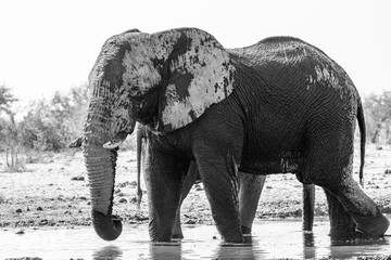 Elephant at Etosha national park, Namibia, Africa