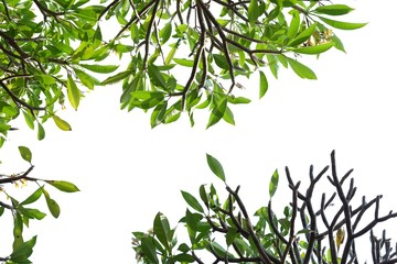 Plumeria tree with leaves branches on white isolated background for green foliage backdrop and copy space 