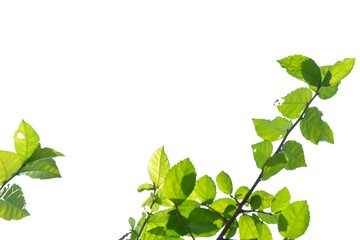 Tropical plant leaves with branches and sunlight on white isolated background for green foliage backdrop 