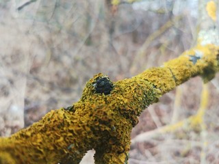 moss on tree