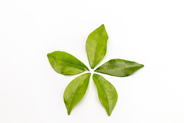 Orange jasmine leaves isolate on white background.(Murraya paniculata)