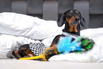Cute black and tan dachshund wearing maid costume lay with feather duster on white bed or sofa. Home cleaning process. Indoors, funny concept. Dog friendly hotel