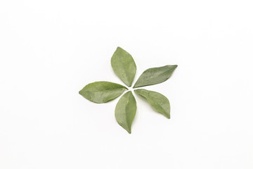 Orange jasmine leaves isolate on white background.(Murraya paniculata)