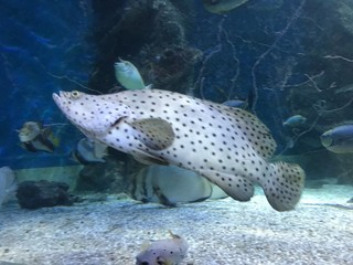Naklejka premium tropical fish in aquarium