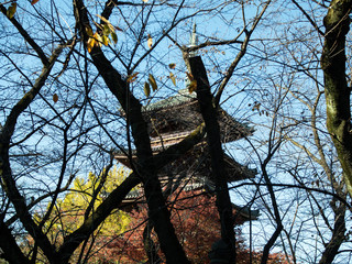 Japanese garden in autumn season