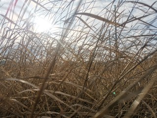 Obraz premium grass in autumn