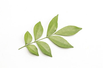Orange jasmine leaves isolate on white background.(Murraya paniculata)