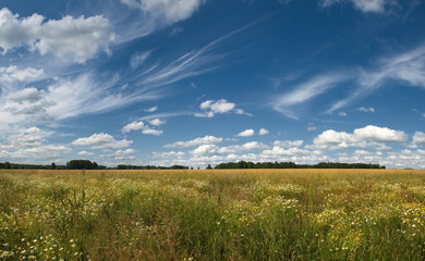 Fototapeta premium panorama summer landscape in a field of yellow-white daisies and wheat. beautiful white cumulus and feather clouds in the blue sky. calm and serenity