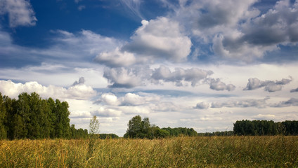 panorama summer landscape in a field of yellow ripe wheat. beautiful white Cumulus and feather clouds in blue sky. calm and serenity