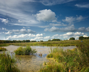 panorama summer landscape in a field of yellow ripe wheat. beautiful white Cumulus and feather clouds in blue sky. calm and serenity, small lake overgrown with reeds, swamp