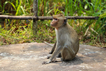 Naklejka na ściany i meble Little monkey sitting and watching