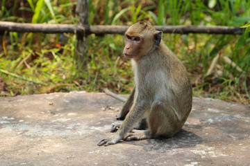 Little monkey sitting and watching