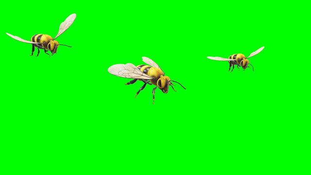 Flying bees with green screen background