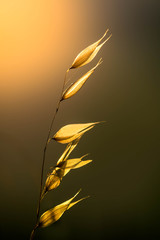 autumn leaves on black background