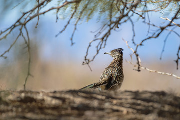 Greater roadrunner in Henderson Bird Viewing Preserve near Las Vegas.Nevada.