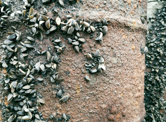 Rusty barrels in shells. Dangerous place storage on the ocean. Dirty and old industrial gallons from the sea. Environmental protection concept
