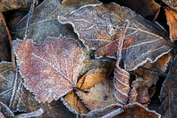 abstract background from a plant- covered with hoarfrost