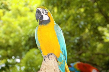 colorful parrot