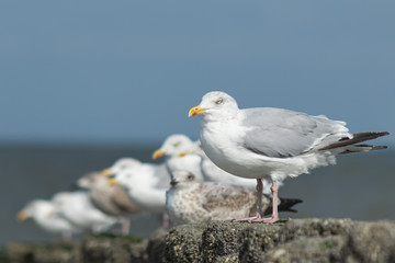 Seagulls