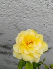 yellow rose on a blue background