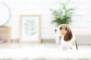 Beagle puppy dog standing on white carpet at home