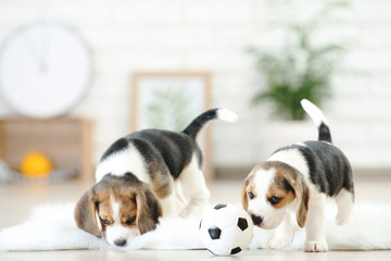 Beagle puppy dogs playing with white ball at home