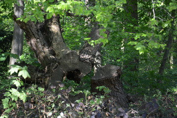 Baumwurzel, Baum, Hintergrund, Wald