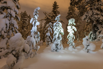 Young pine-trees under heavy snow in winter forest at night