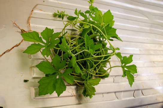 Harvested Serasee Vine