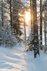 Beautiful light in winter snowy forest