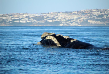 Fototapeta premium Baleen whale off the coast of South Africa