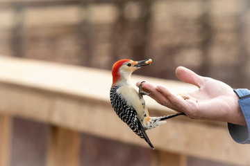 Woodpecker