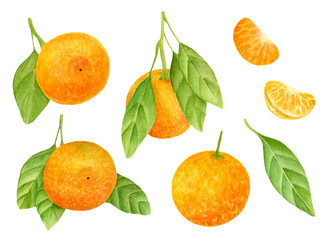 Watercolor tangerine set. Hand drawn botanical illustration of mandarin fruits and slices with leaves. Citrus clipart elements isolated on white background