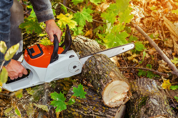 Obraz premium Lumberjack cuts down a lying tree with a chainsaw in the forest, close-up on the process of cutting down. Concept of professional logging. Deforestation.