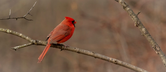 northern cardinal on a branch